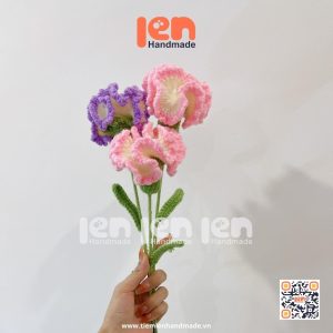Hoa cẩm chướng (2)