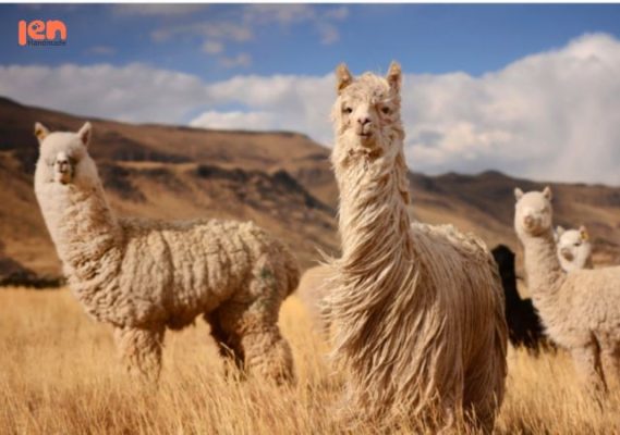 chỉ Alpaca